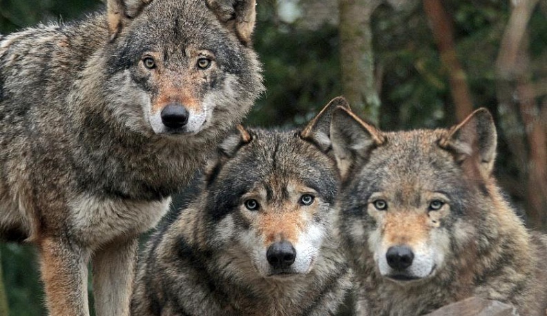 В Калужской области волки загрызли несколько домашних овец