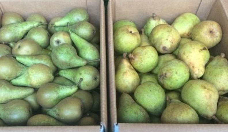 В Калуге уничтожили 60 килограммов санкционных груш