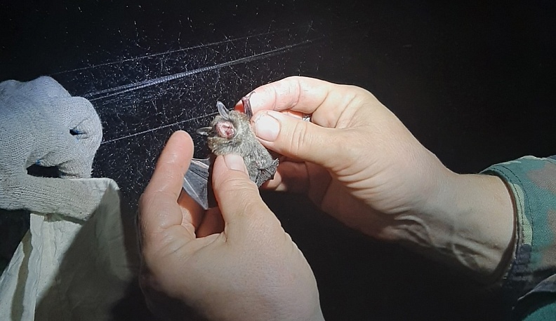 На территории усадьбы Келлата в Калужской области обнаружили два вида летучих мышей