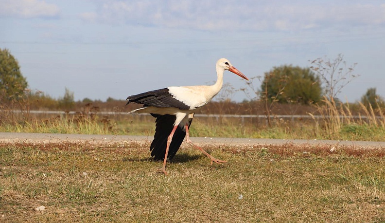 Спасение Есении