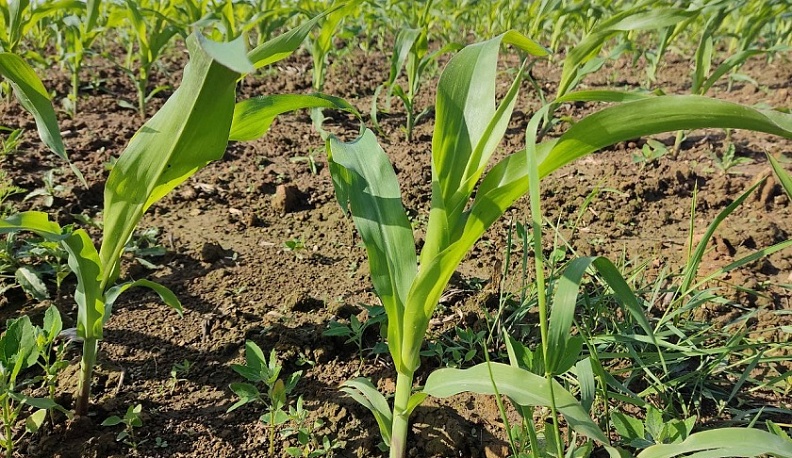 В Калужской области втрое увеличилось производство кукурузы