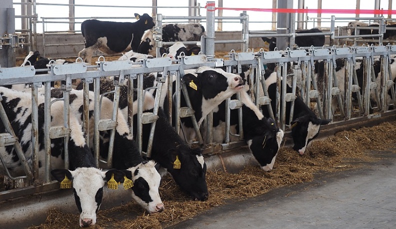 В Калужском регионе растут объёмы производства молока