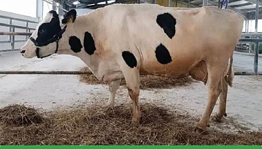 Калужская корова вошла в топ-5 самых продуктивных в России