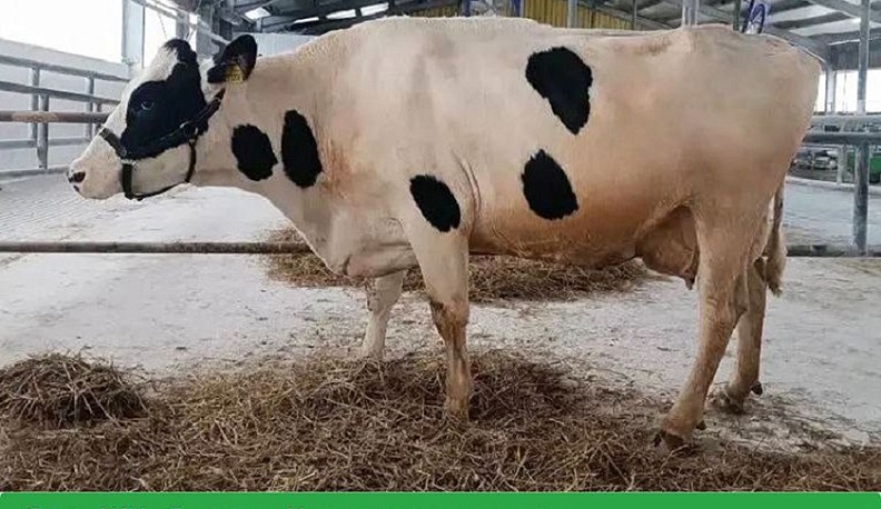 Калужская корова вошла в топ-5 самых продуктивных в России