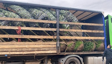 В калужском сквере Воронина высадят липы