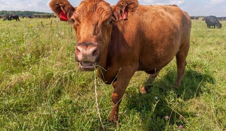Производство молока в Калужской области стремительно растет