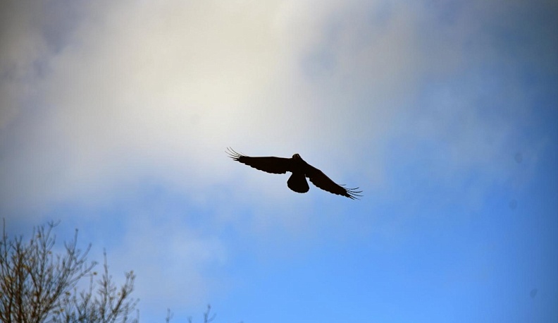 Калужан приглашают присоединиться к Международным дням наблюдения за птицами