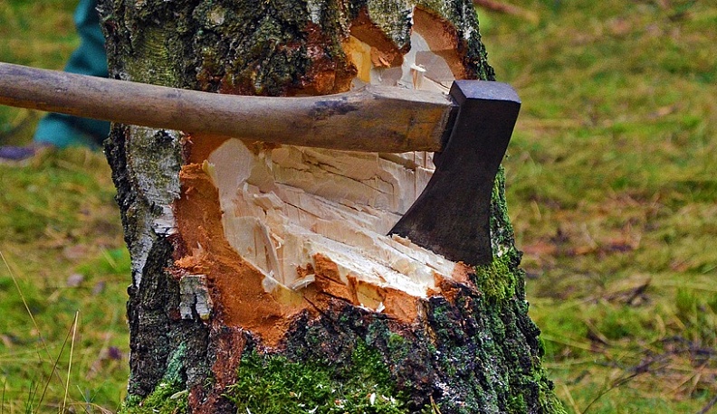 В Калужской области дачник вырубил деревья соседей из-за того, что они загораживали ему солнце