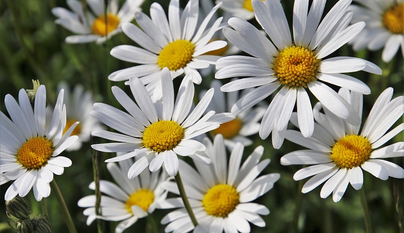 Областные депутаты поздравили калужан с главным семейным праздником