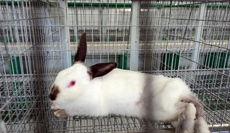 В год Кролика крупнейшая в Калужской области кроликоферма вырастет