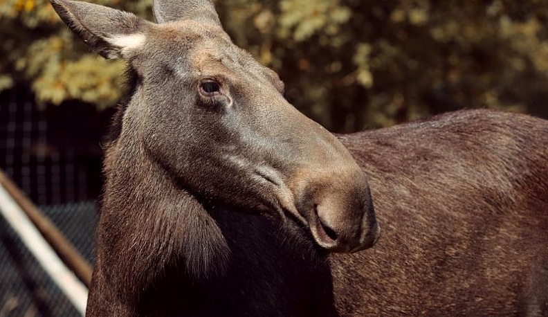 Двоих москвичей подозревают в убийстве лося в Калужской области 