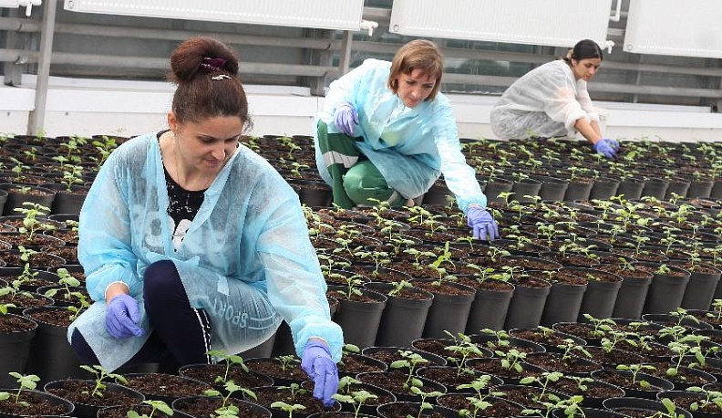 Здоровые саженцы для всей России