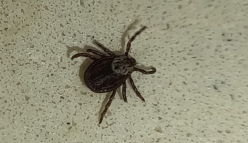 Почти 240 жителей Калужской области пострадали от укусов клещей за неделю