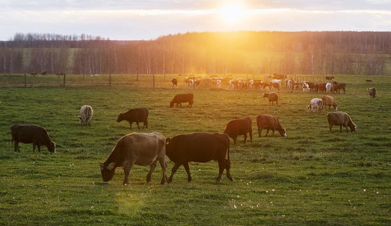 Когда всё органично