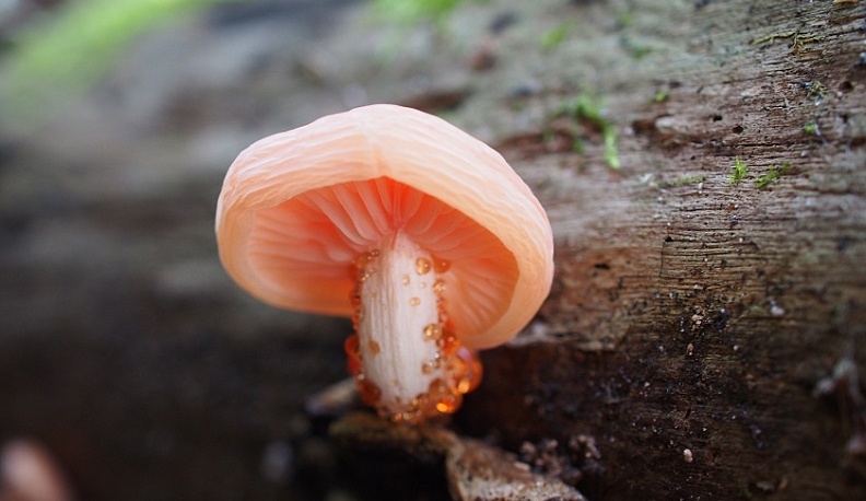 В центре Калуги обнаружили редкий гриб