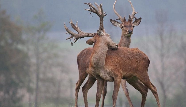 Вояж для влюблённых