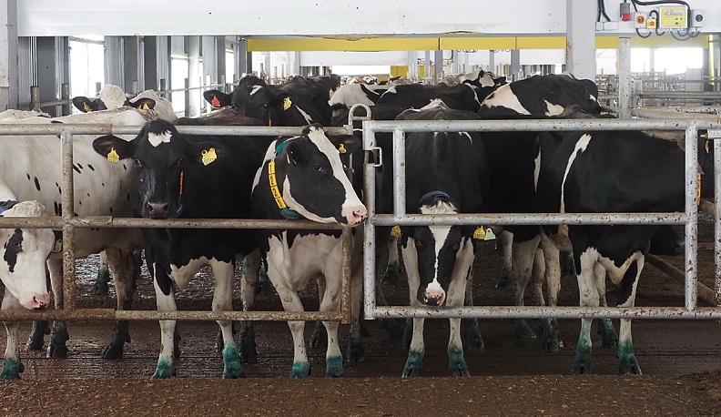 Телята на ферме  ООО «ТиЭйч Рус-Калужский».