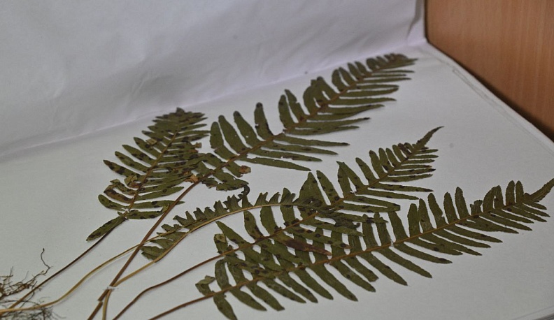 75-летний юбилей отметил гербарий Калужского госуниверситета