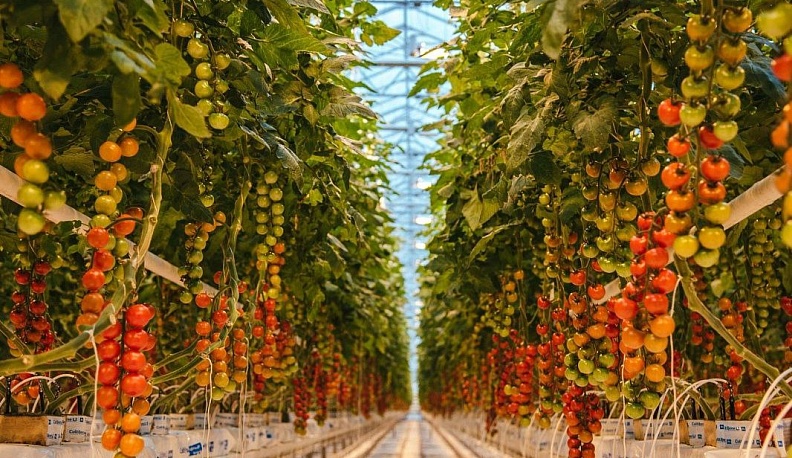 Калужская область стала одним из флагманов в стране по тепличному овощеводству