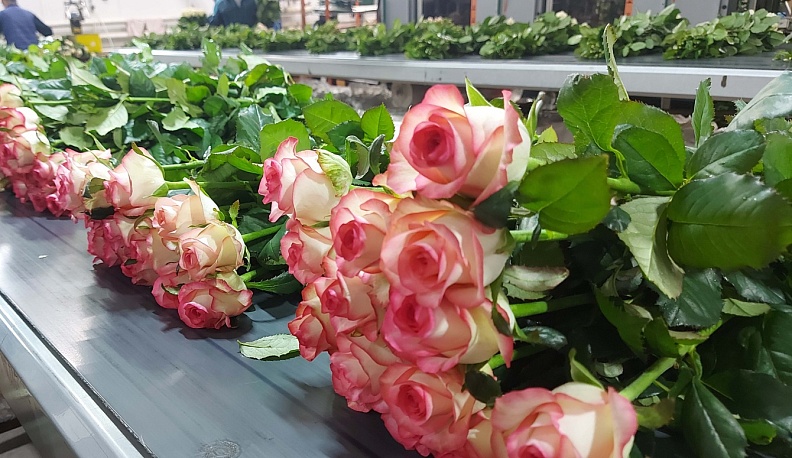 Бережливые технологии помогли «Калужскому цветочному холдингу» увеличить выработку сотрудников вдвое