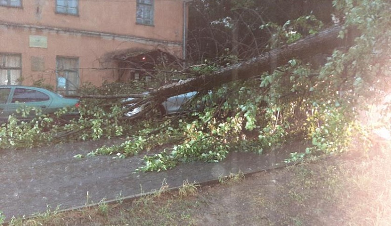 Ветер с дождем повалили деревья в Калуге