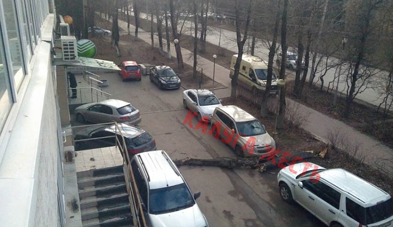 В Калуге сильный ветер свалил дерево