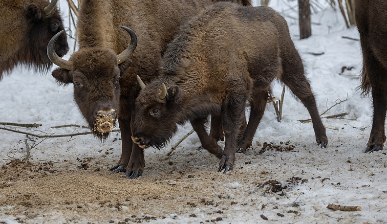 Сено…  по-царски