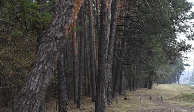 В калужском бору будут работать лесничие