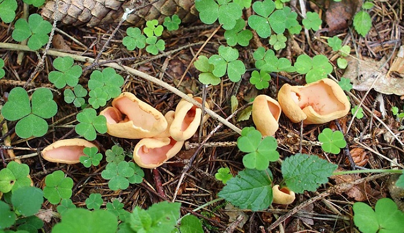 Ослиные уши