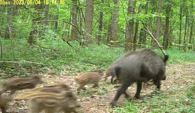 В заповеднике «Калужские засеки» фотоловушка засняла поведение диких животных