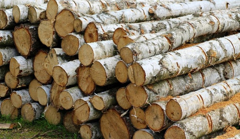 В Боровском районе незаконно вырубили деревья на 46 тысяч рублей 