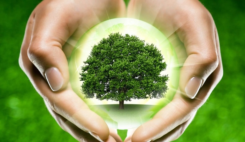 Калужская область вырвалась в лидеры во Всероссийском экочеллендже «Сохраним лес»