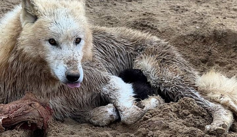 Калужский экопарк пополнился несколькими волчатами
