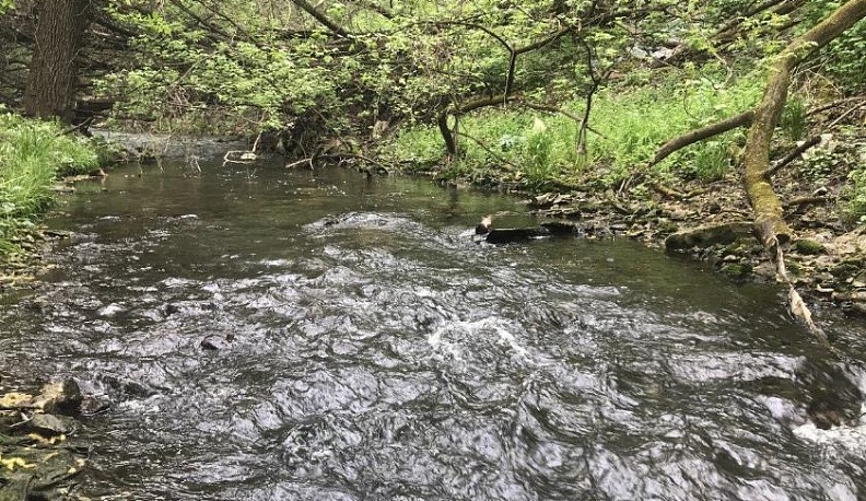 Экологи очистили от мусора берега Киёвки