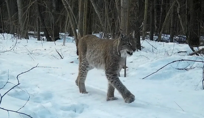 В объектив фотоловушки «Калужских Засеков» попала краснокнижная рысь