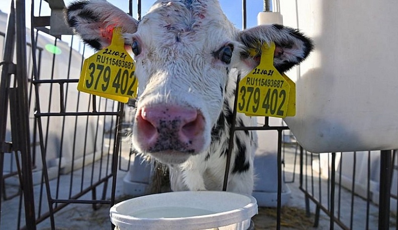 В Ульяновском районе прошёл XXXII областной конкурс операторов машинного доения коров