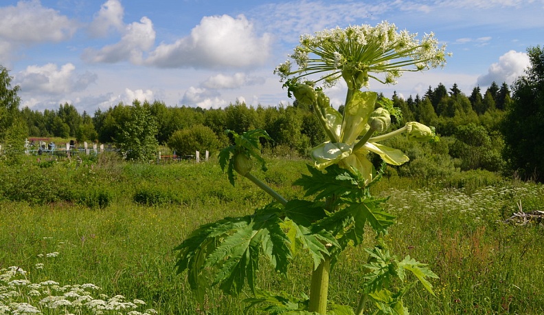 В Калужской области дроны будут бороться с борщевиком