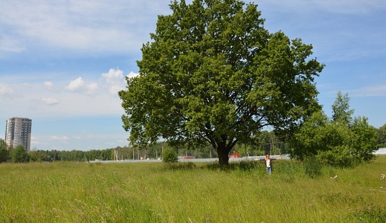 Дуб из Обнинска участвует в отборочном этапе международного конкурса