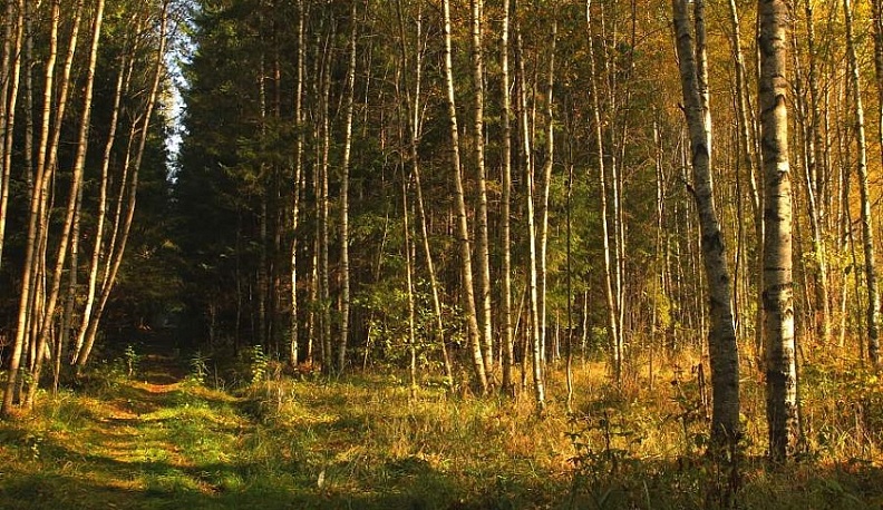 В Калужской области озвучили новые правила для весенней охоты