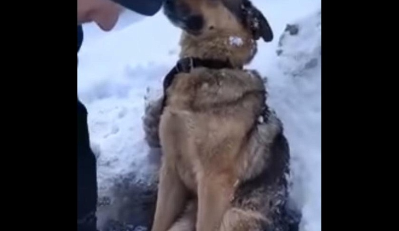 В Калужской области спасли вмерзшую в лед собаку