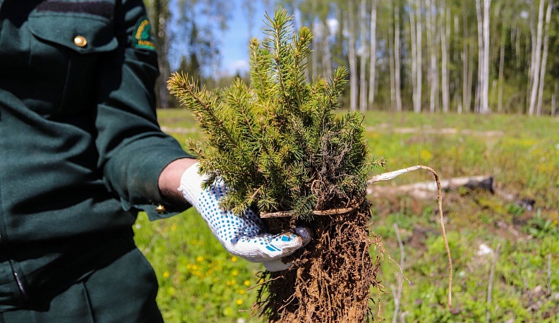 В Калужской области «Сад Памяти» стал больше на 167 тысяч деревьев