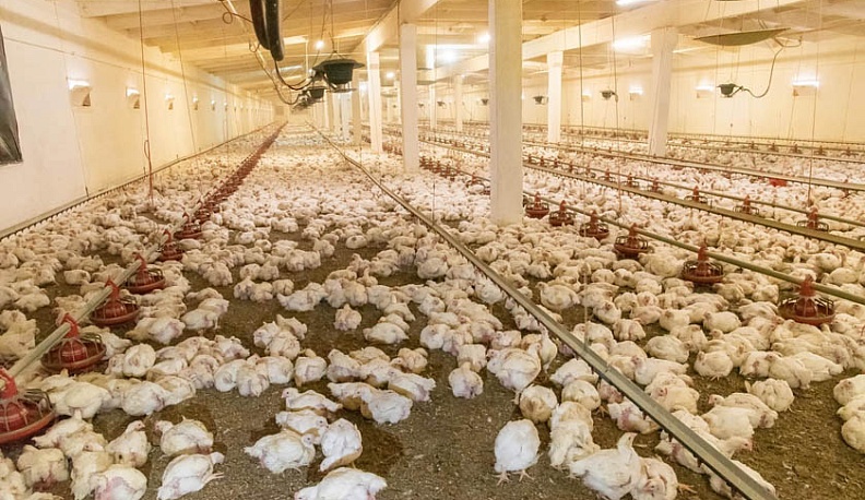 Жуковских цыплят посчитали по весне