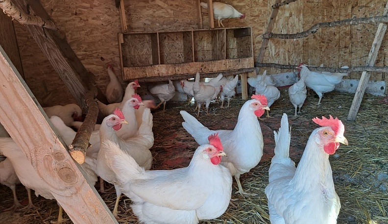 Родители участника СВО из Тарусы оформили соцконтракт на подсобное хозяйство