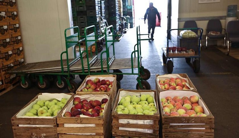 Белорусам запретили ввозить в Россию «турецкие»  яблоки