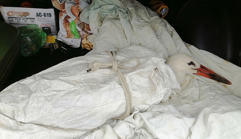 В Калужской области два аиста повредили крылья