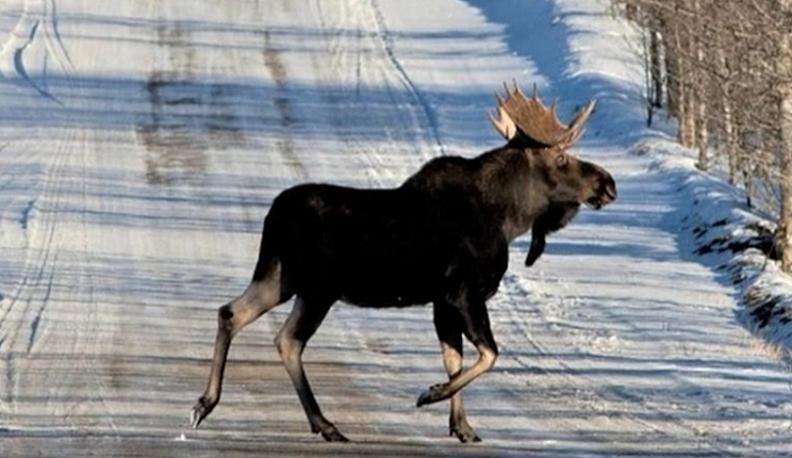 Калужских водителей предупреждают об опасности выхода лосей на дороги
