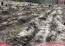 В Калужской области в этом году восстановят леса на трёх тысячах гектаров В Калужской области в этом году восстановят леса на трёх тысячах гектаров